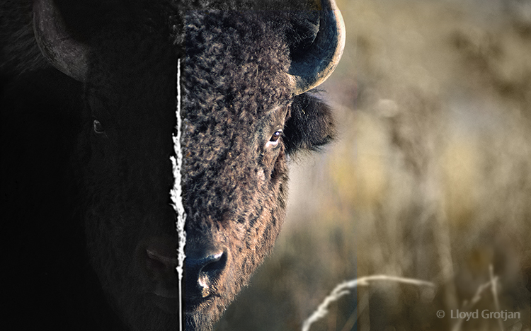 Bison
