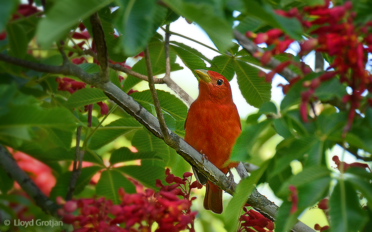 Tanager Buckeye